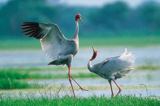 Tour de observación de aves en el Reino Khmer de Camboya